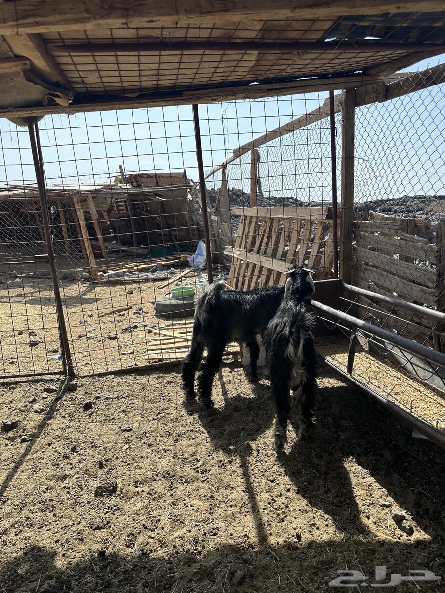 Tios64536307537538111