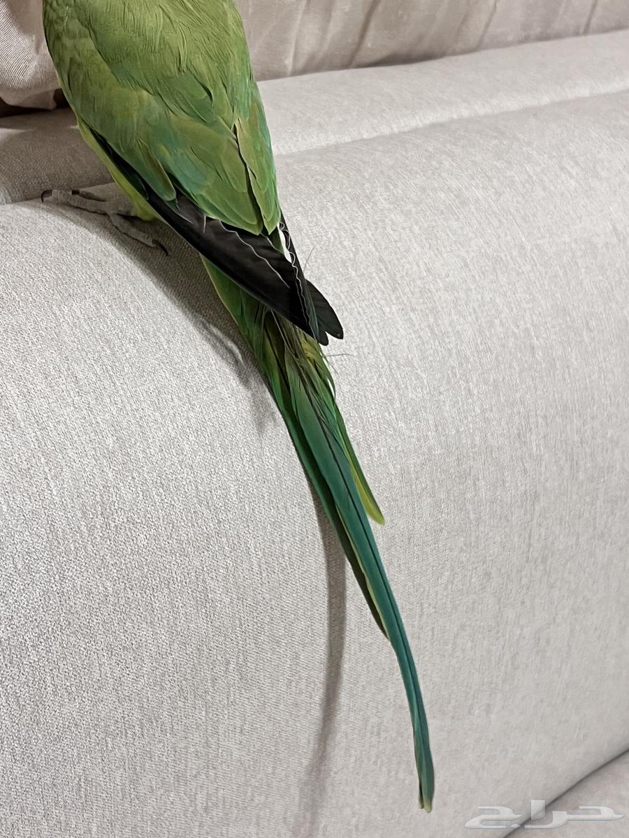 أنثى دره هنديه الليفه متكلمه64541278715521111