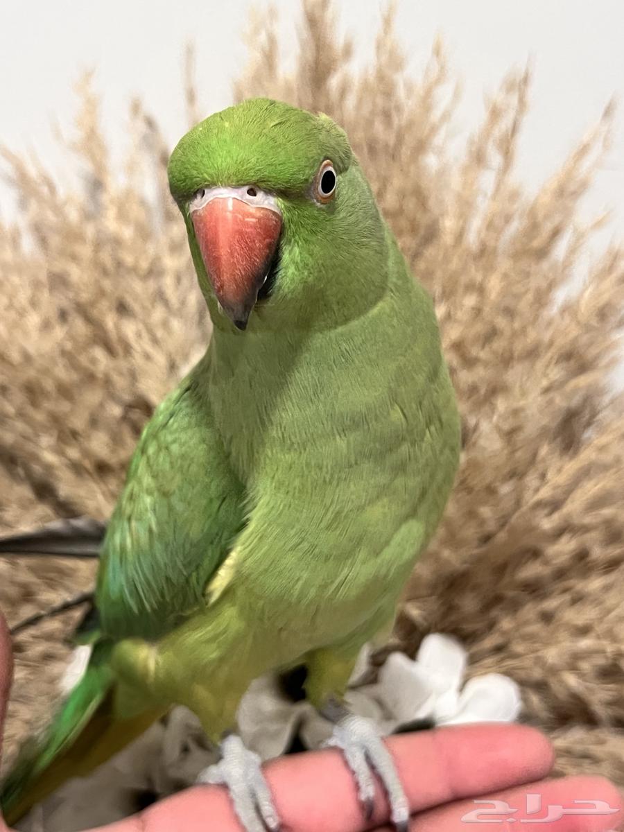 أنثى دره هنديه الليفه متكلمه64541278715521110