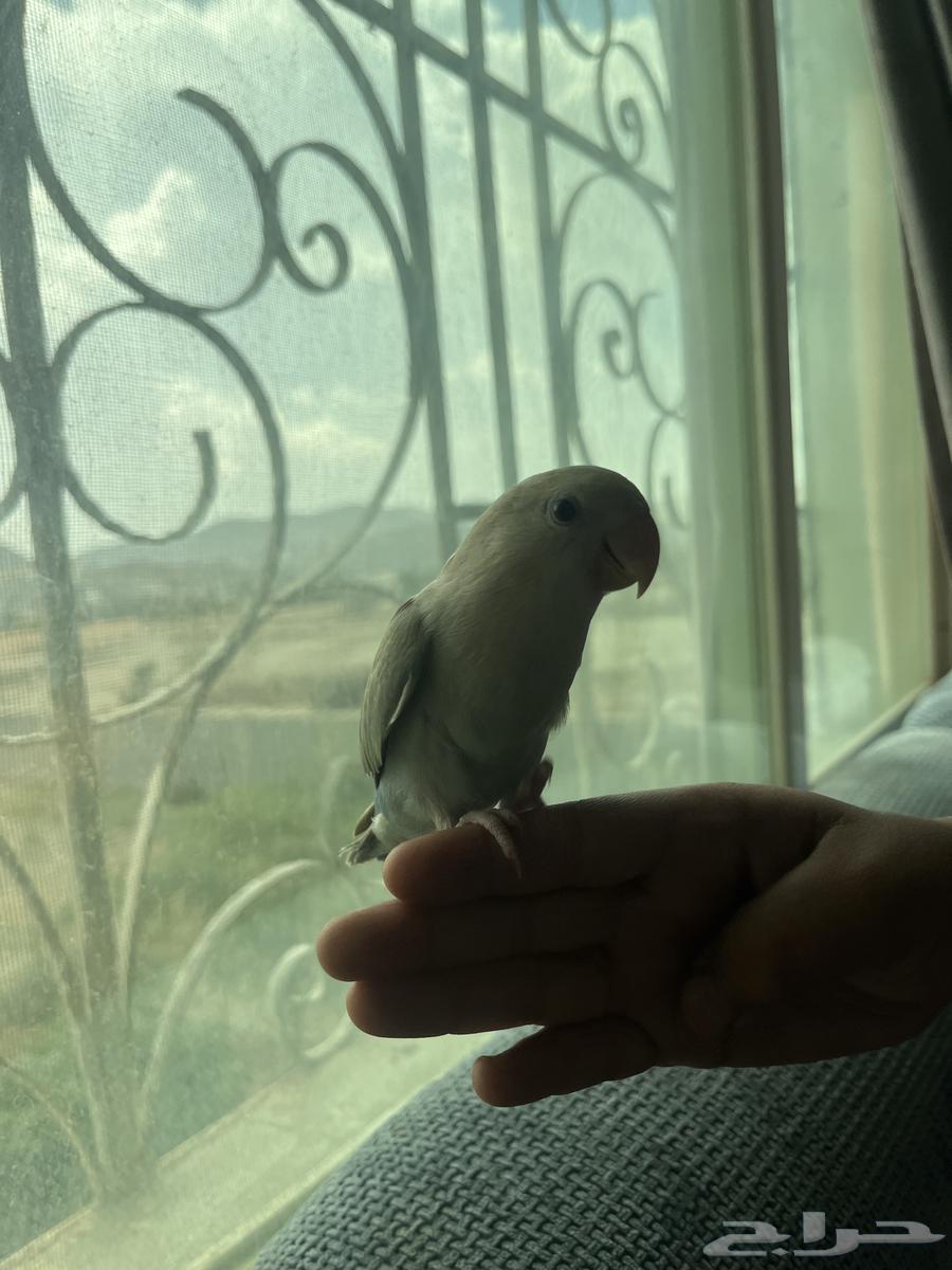 روز اليف هدد داخلي64538387159938111