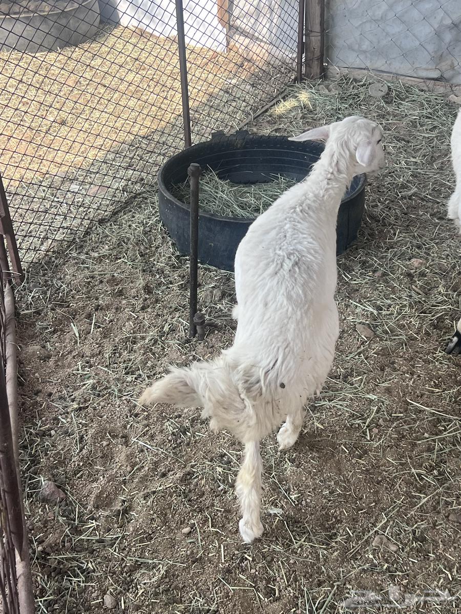 رخلين للبيع شحم64541963448579111