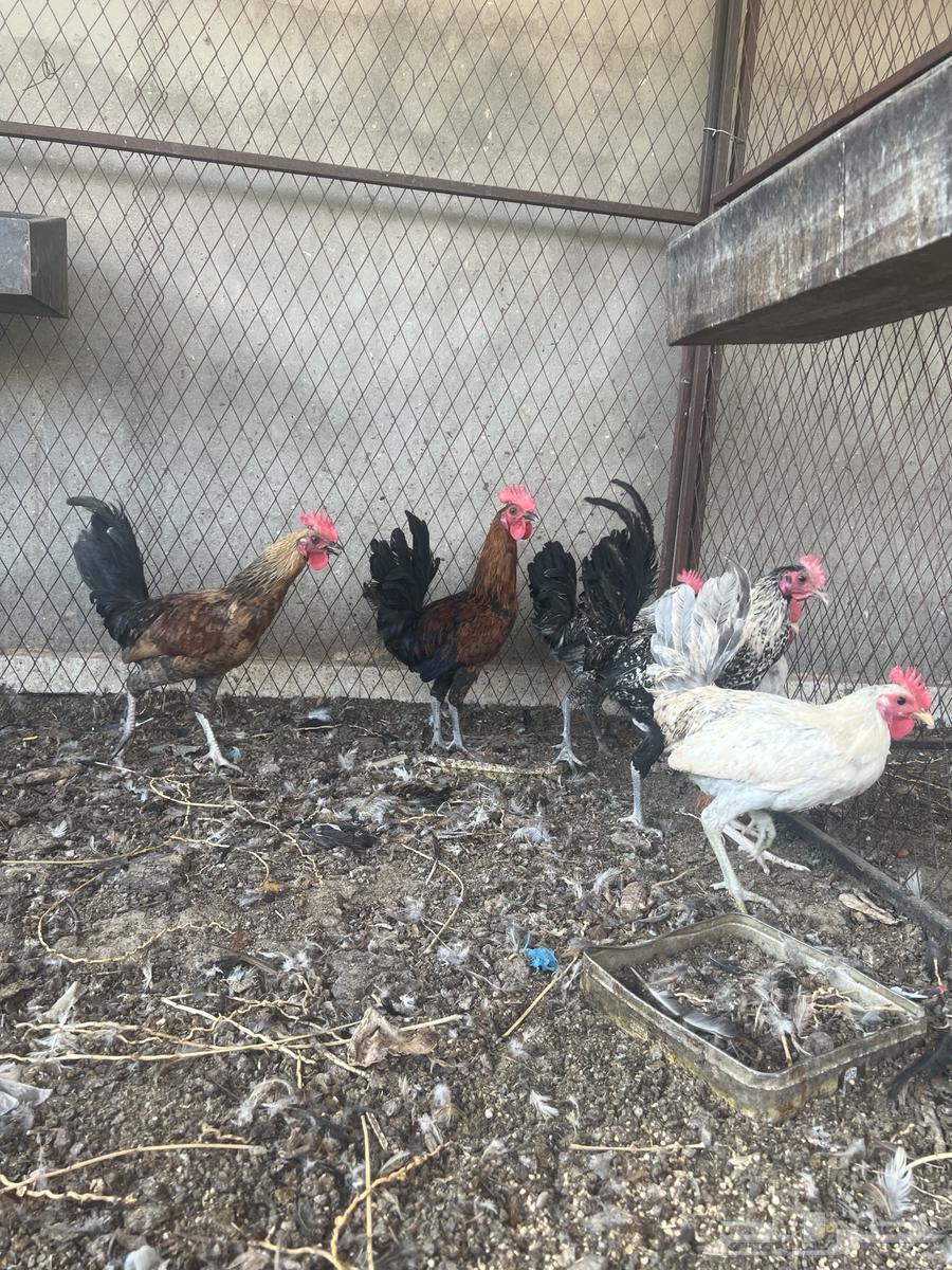 ديكة بلدي64538260792066114