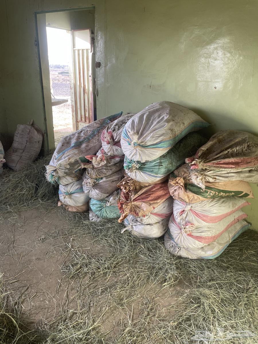 تمر غنم للبيع العدد 30كييس64540110361089111