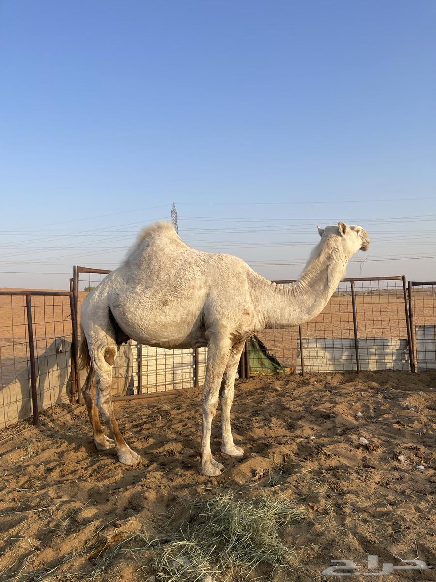 للبيع ناقه رمانيه وضحاء كفو. ضريبه.اقبل البدل بحلال64504777619971111