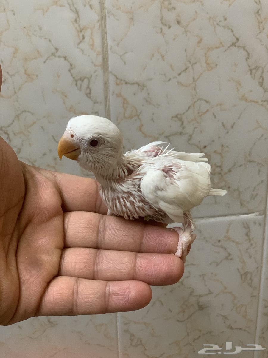 فروخ روز البينو عيون احمر64539910449793110