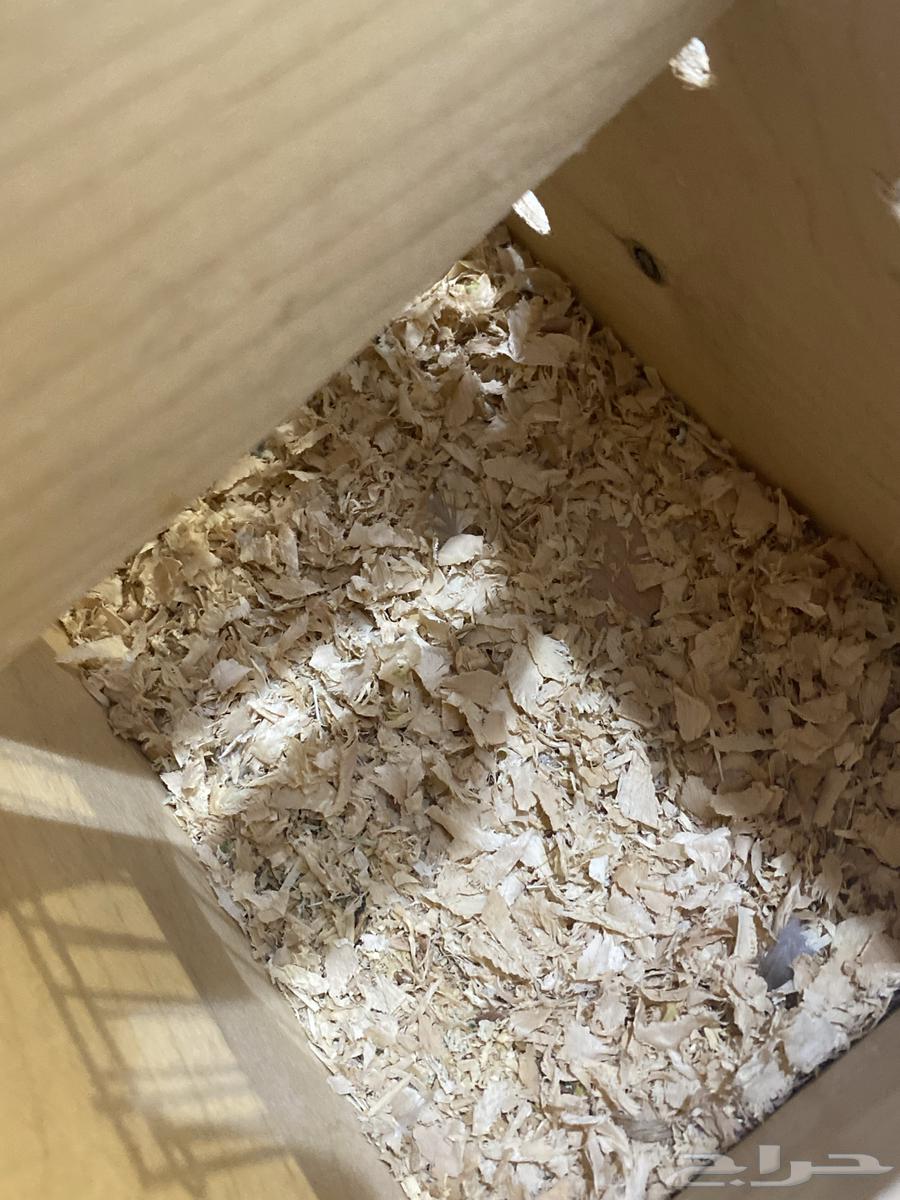 للبيع زوج كروان (ذكر انثى)  .64541079622147114