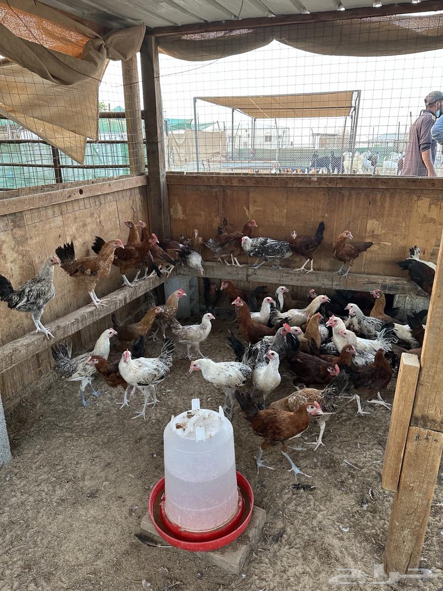 ديوك بلدي العمر من 3.5 الى 4 شهور64542657311107113