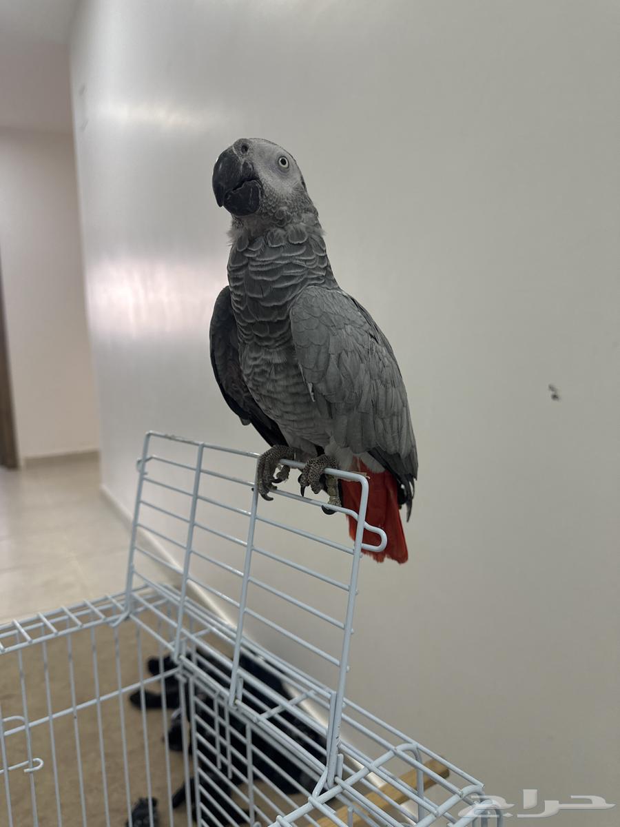 Kasko Alif64536431743746110