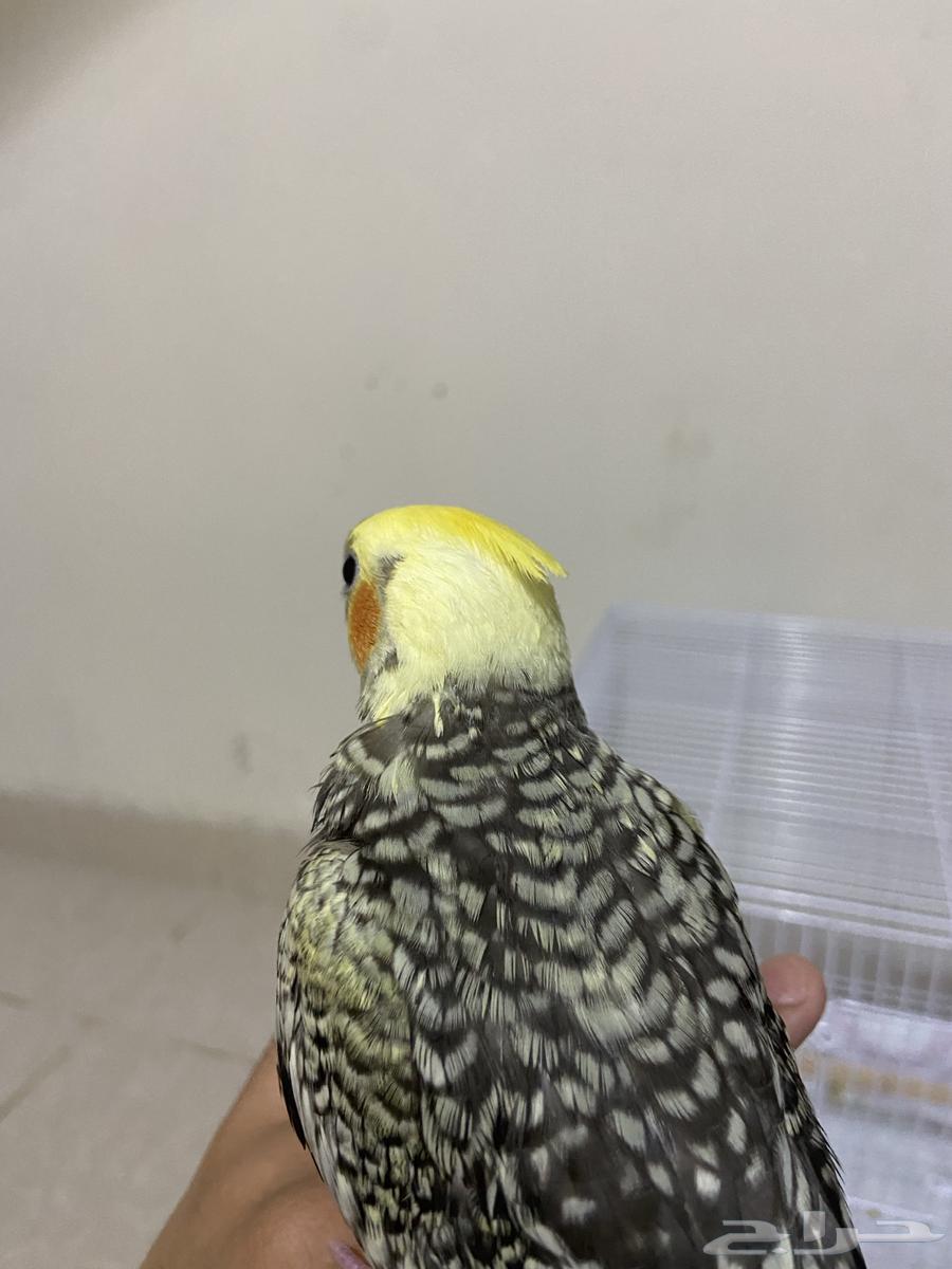 كروان ما شاء الله هدد داخلي نشبه بشكللل (الصحة نهاية و غر64537407731969111