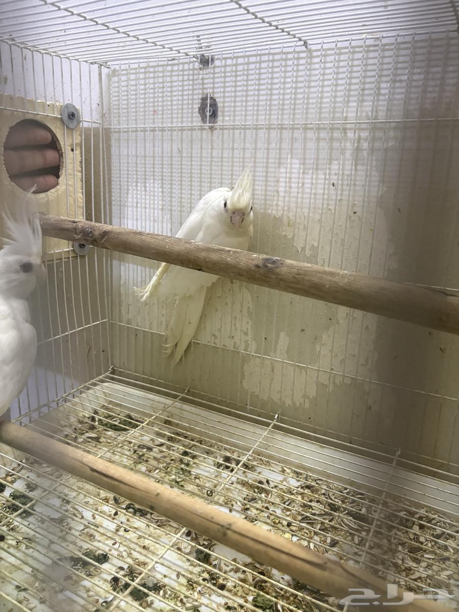 كروان ابيض64540865246979111