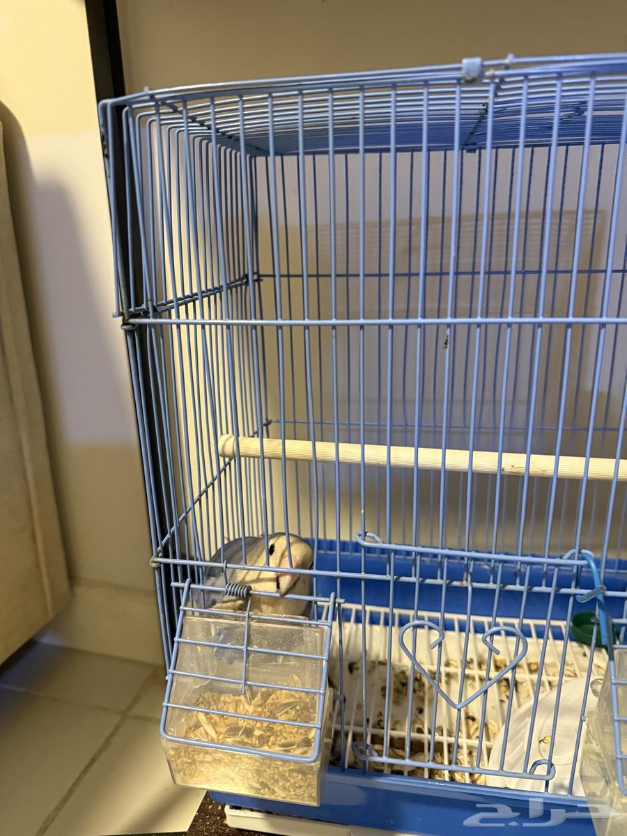 روز للبيع شبه اليف64537770587522111