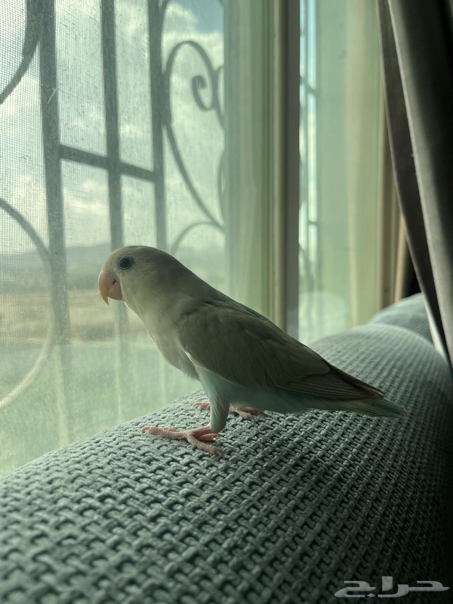 روز اليف هدد داخلي64538387159938112