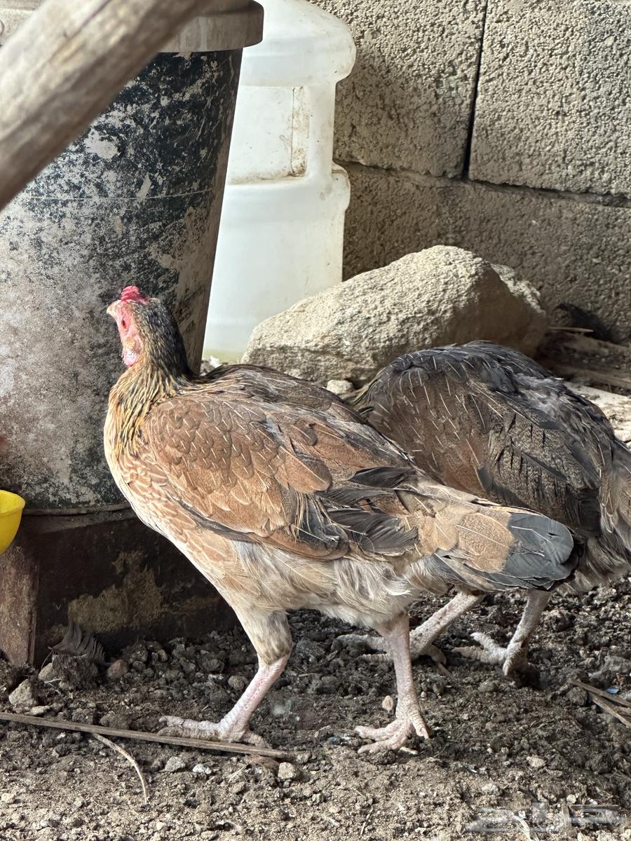 دجاج بلدي ترثه اصيل عربي فري64541579936258112