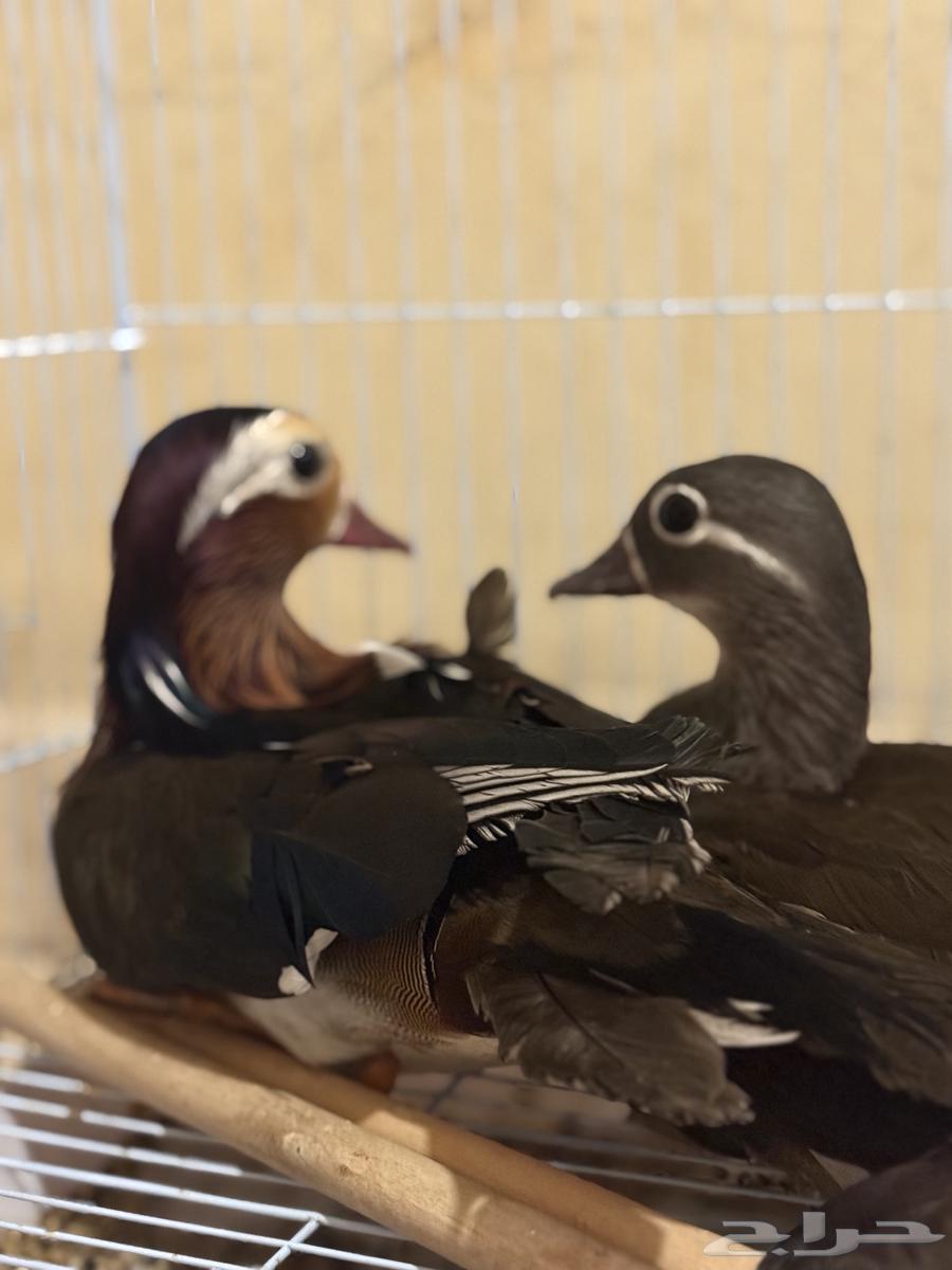 Mandarin Duck64543365788675110