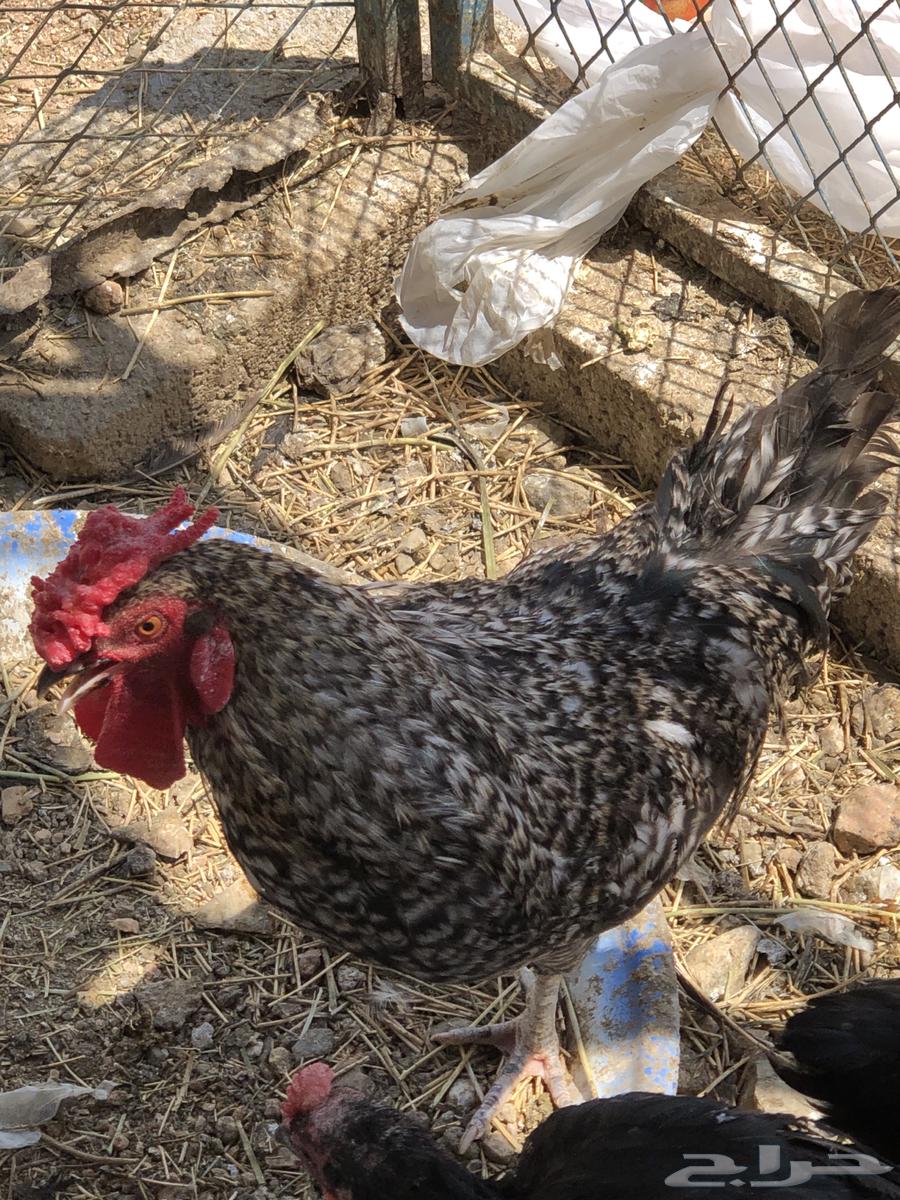 ديكه للبيع64537784402433111