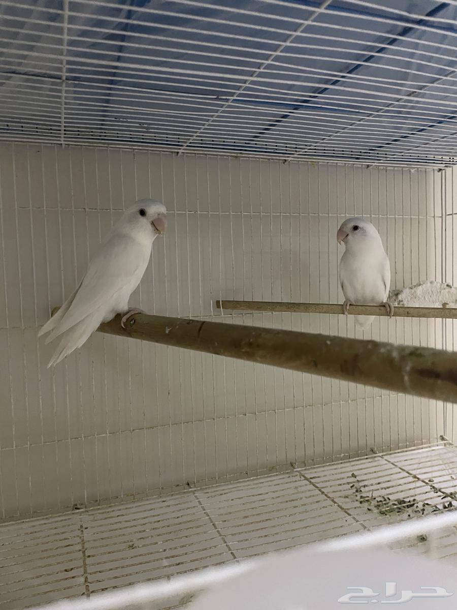 زوج روز البينو ب فروخه (تم البيع)64535778889731111