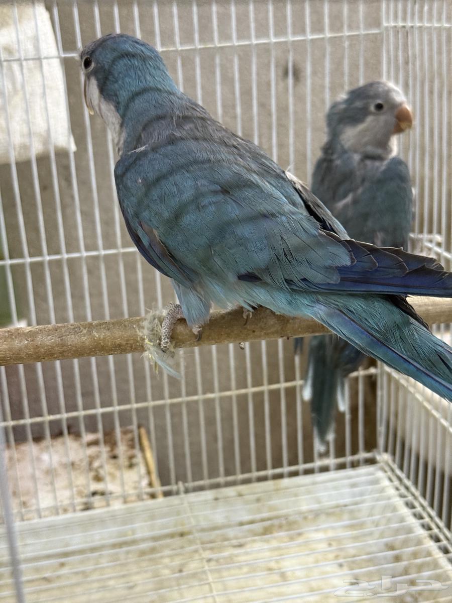 جوز كويكر ازرق منتج ( محلل بشهايد )64543676694273111