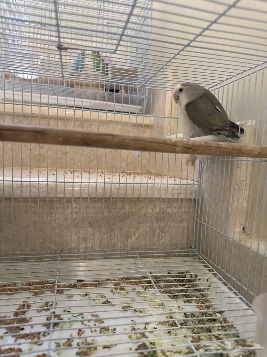 عصافير روز لا البيع و يوجد توصيل64538598805761111