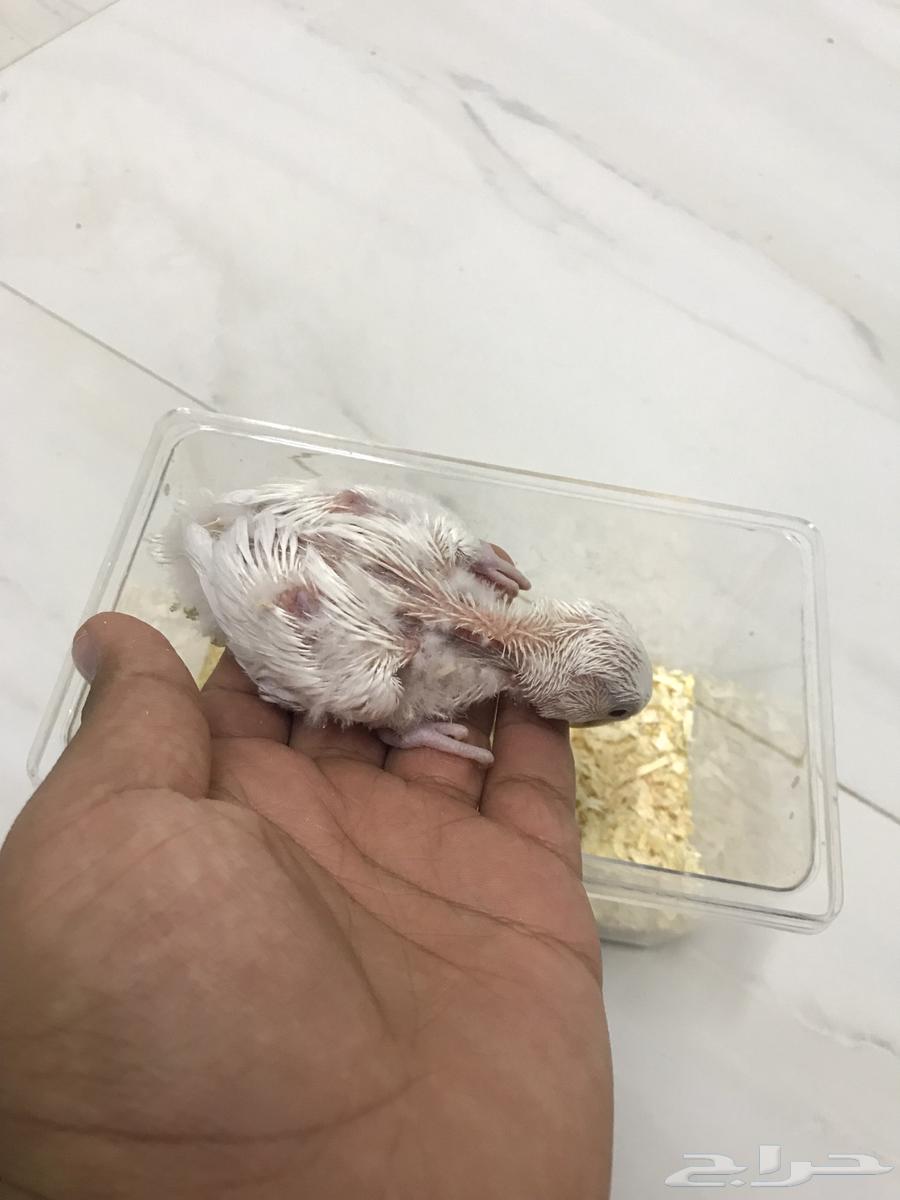 فرخ روز غر البينو64539627713538110