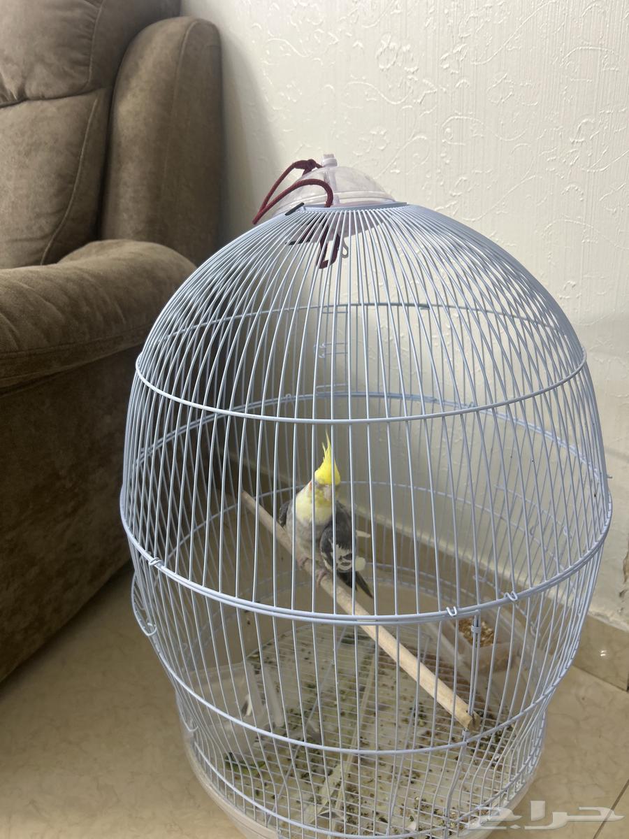 ببغاء كوكتيل .64541622967043111