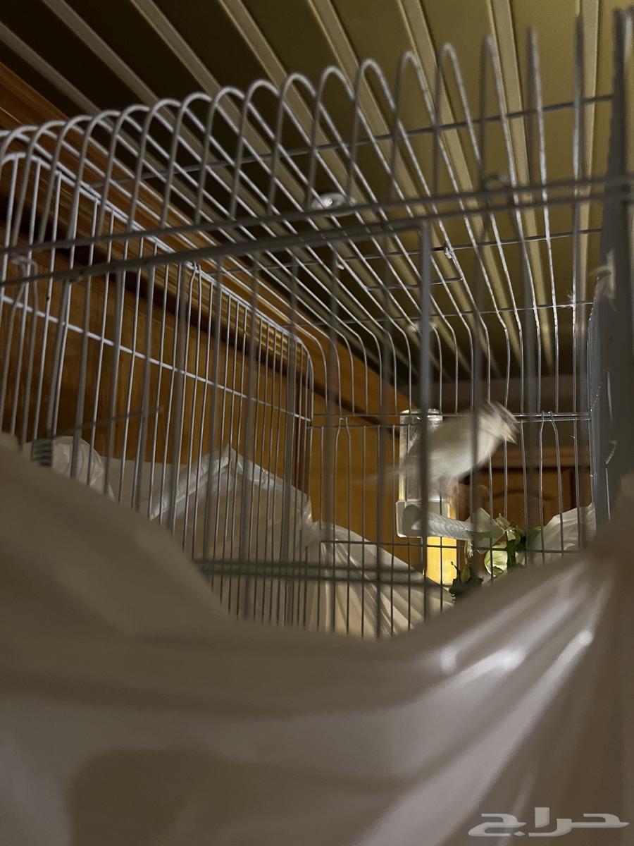 Canary bird64543662231041111