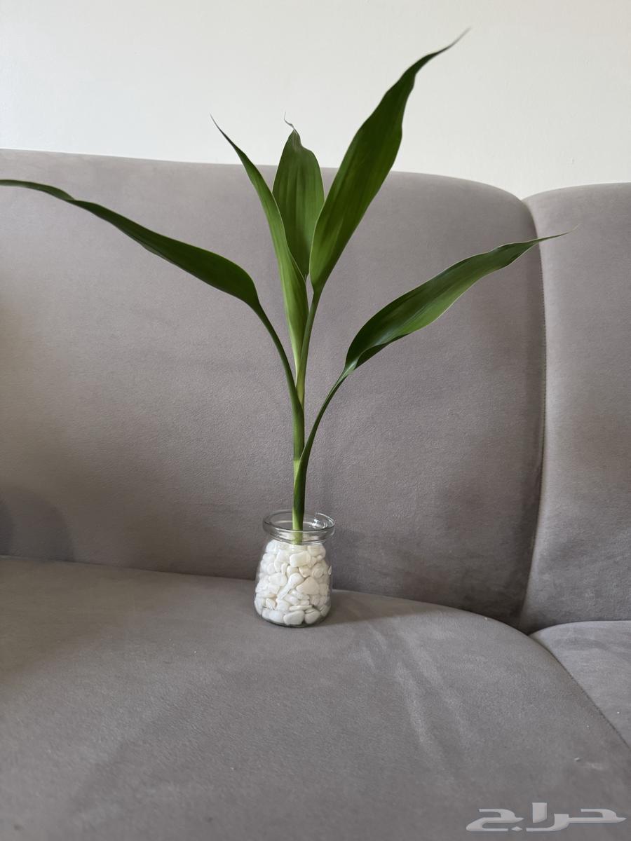 للبيع نبات البامبو والبوتس جملة وتوزيعات64543267228673110