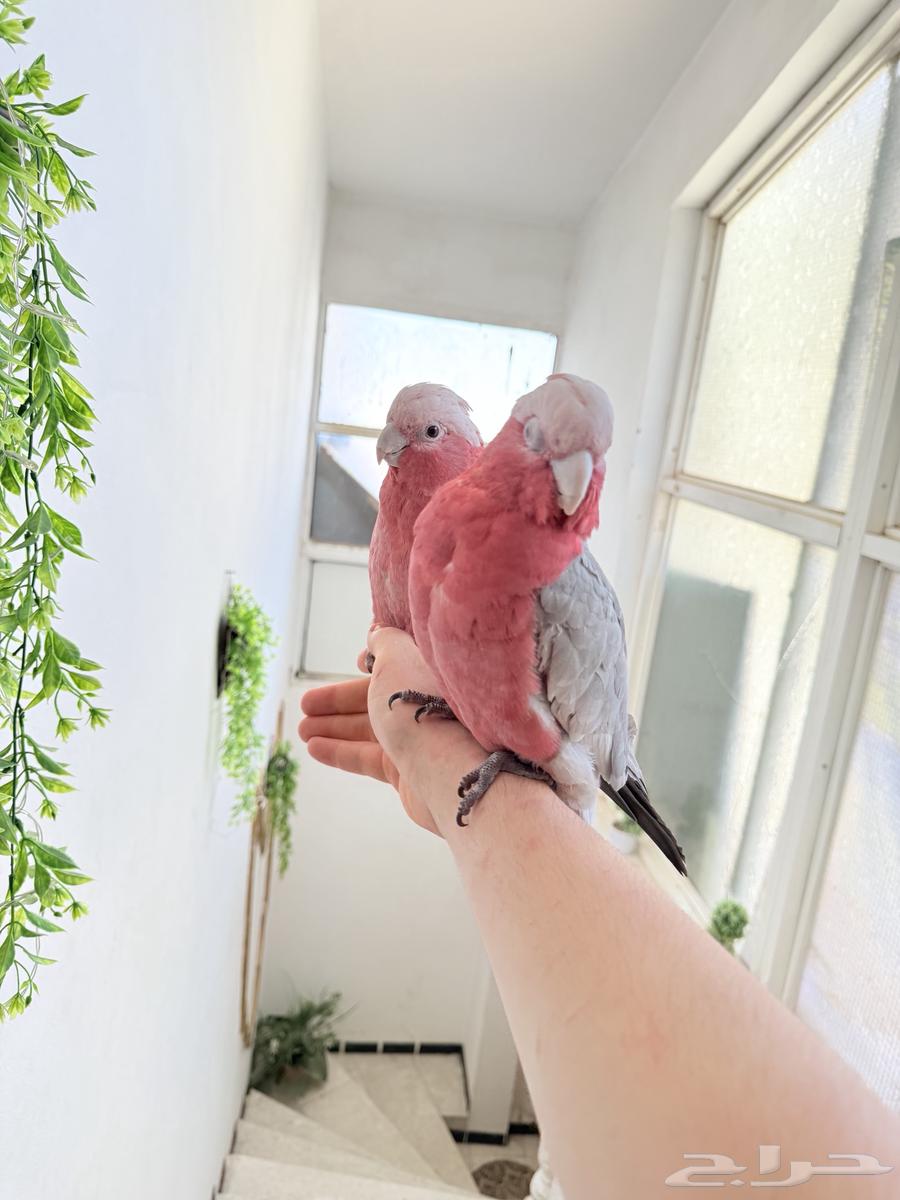 ببغاء كوكاتو قالا أليفة ولعوبة تم البيع64543210536705112