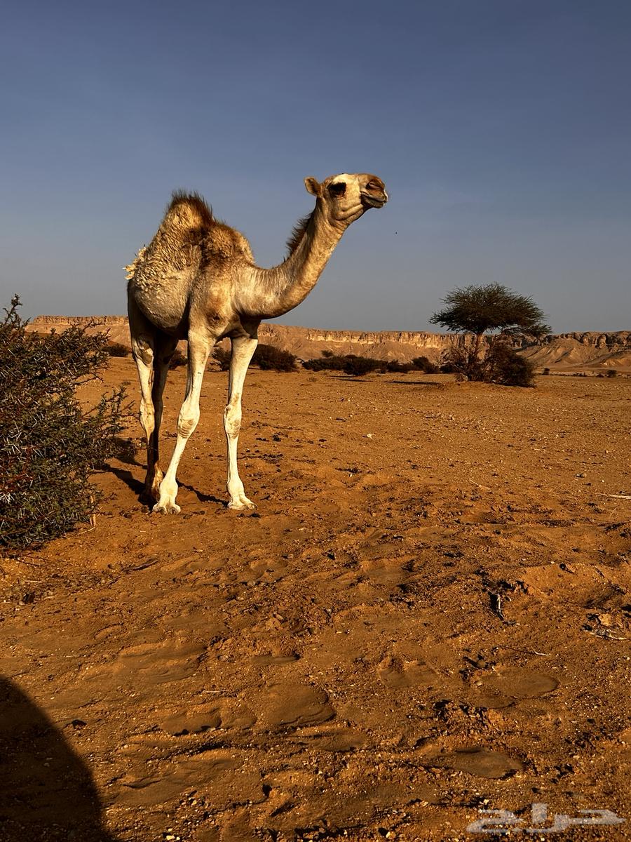 البكره للبيع64539953321601111