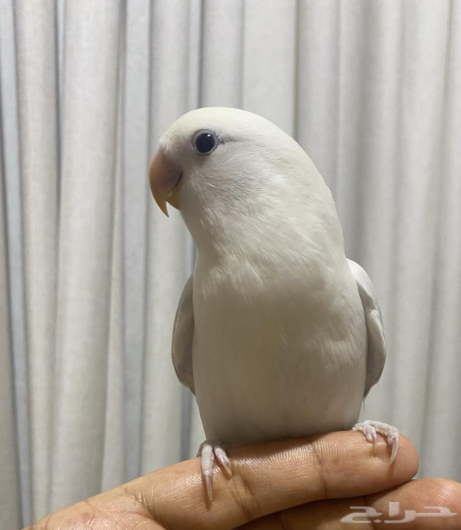 Eliaf and Hadid day bird (Sold)64537379816706113