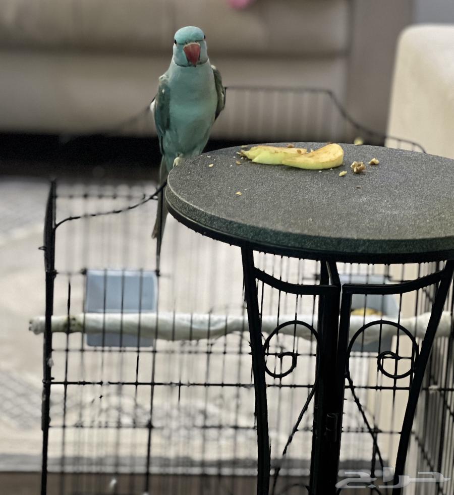 طير الدرة لون ازرق بسعر مميز مستعجل البيع64528710465539113