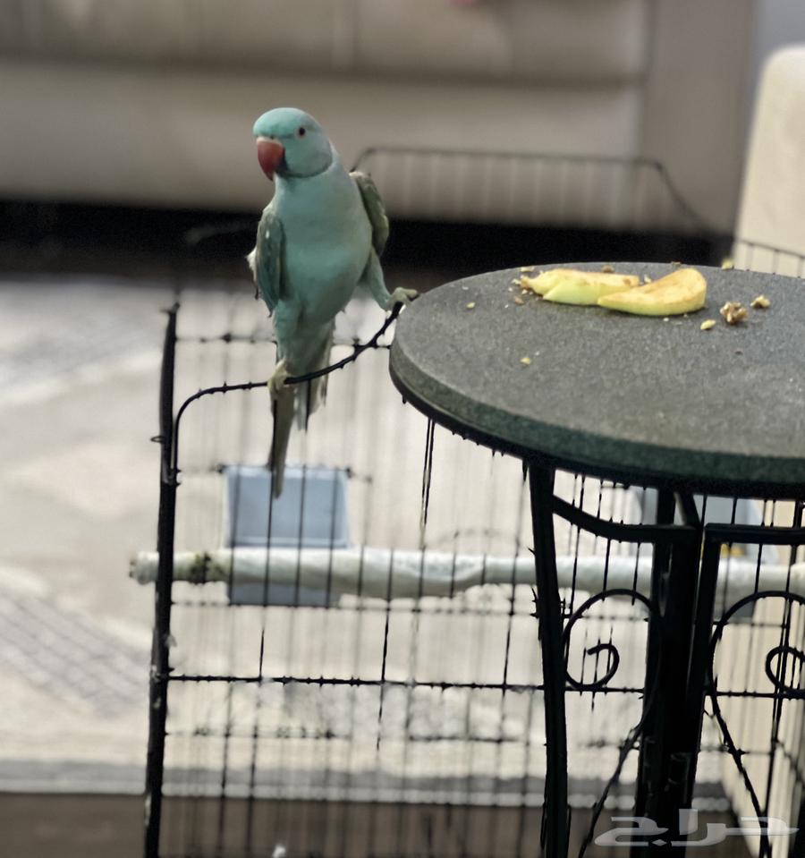 طير الدرة لون ازرق بسعر مميز مستعجل البيع64528710465539111