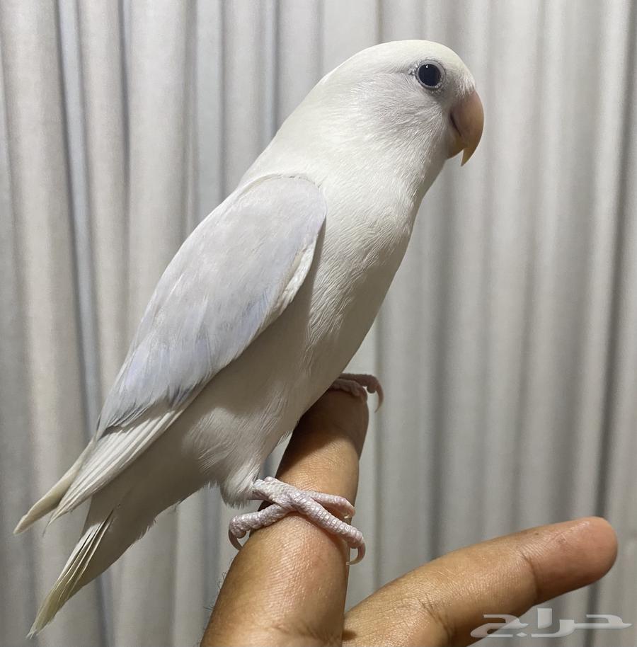 Eliaf and Hadid day bird (Sold)64537379816706114