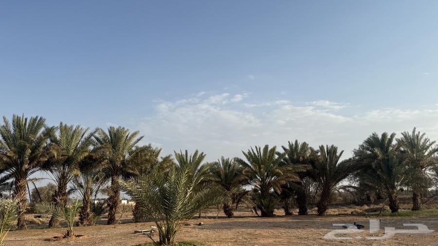 نخل للبيع64541307020163110