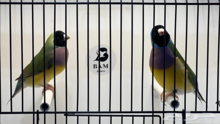 قولدن فينش للبيع زوج64537546688130110