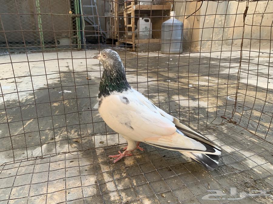 للبيع حمام باكستاني64536294000386110