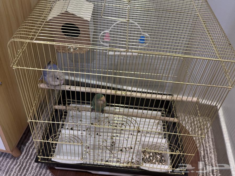 عصفورين روز ذكر وانثى مع شبك كبير   شبك صغير64535778874369110