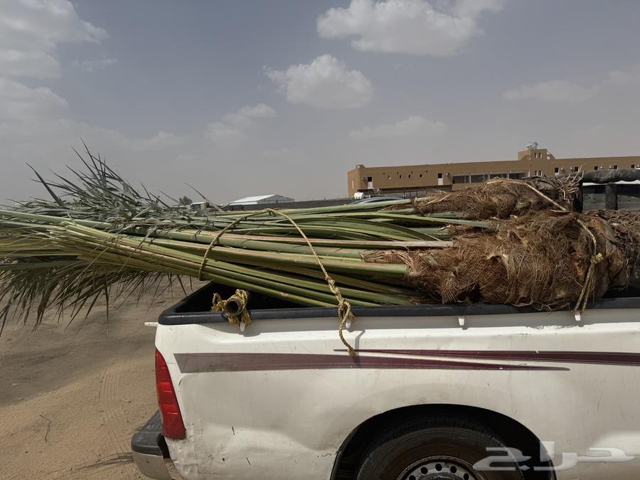 We have 12 palm trees for sale located in Jizan and its surroundings64540167143169111