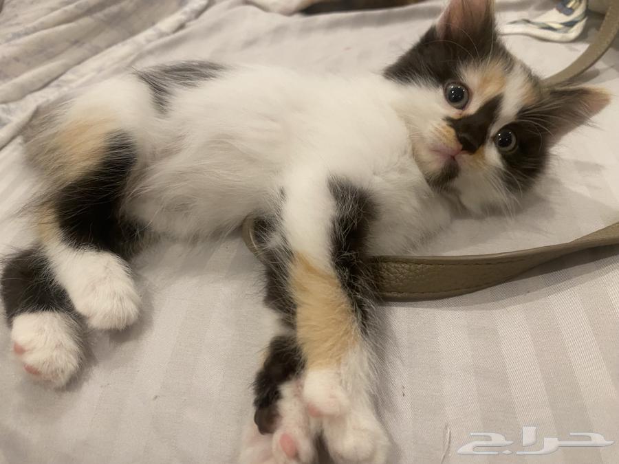 كيتنز للبيع شيرازي64542345565187111