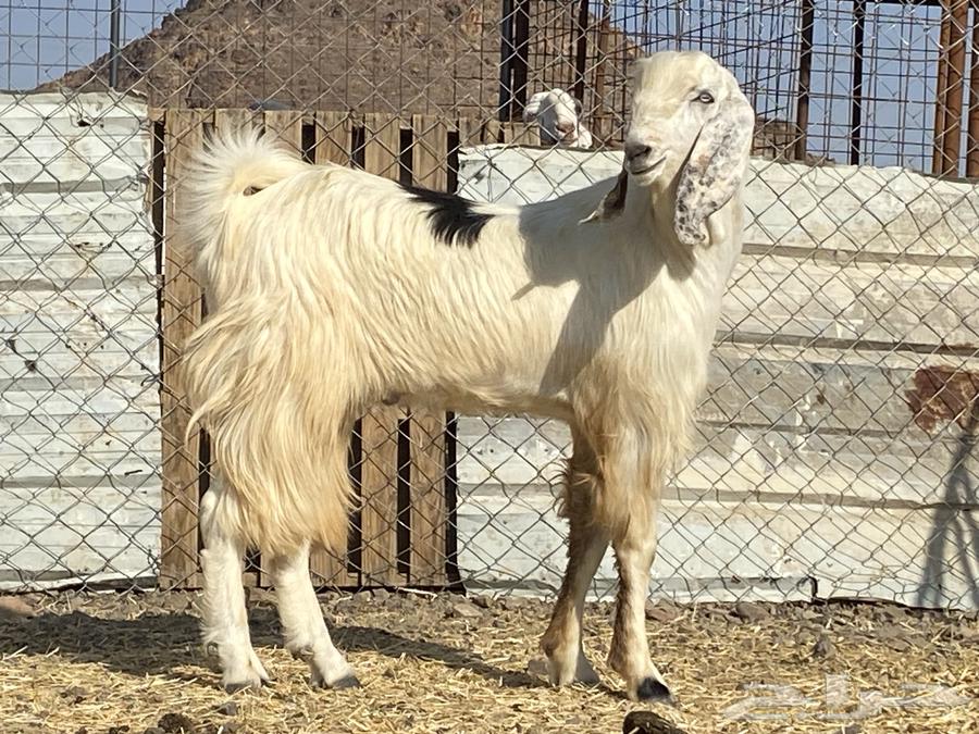 تيس مصري ثني صنف فحل64536557714435112