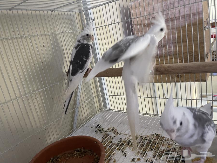 كروان فردات ( تم البيع )64536460087171111