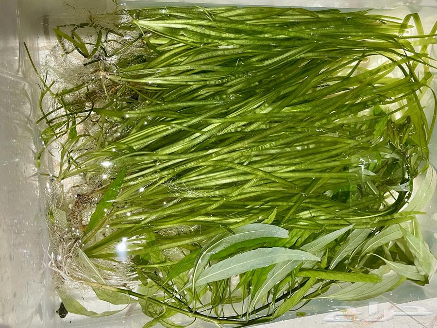 Easy plants for aquariums that don't require CO2 gas64538944116354113