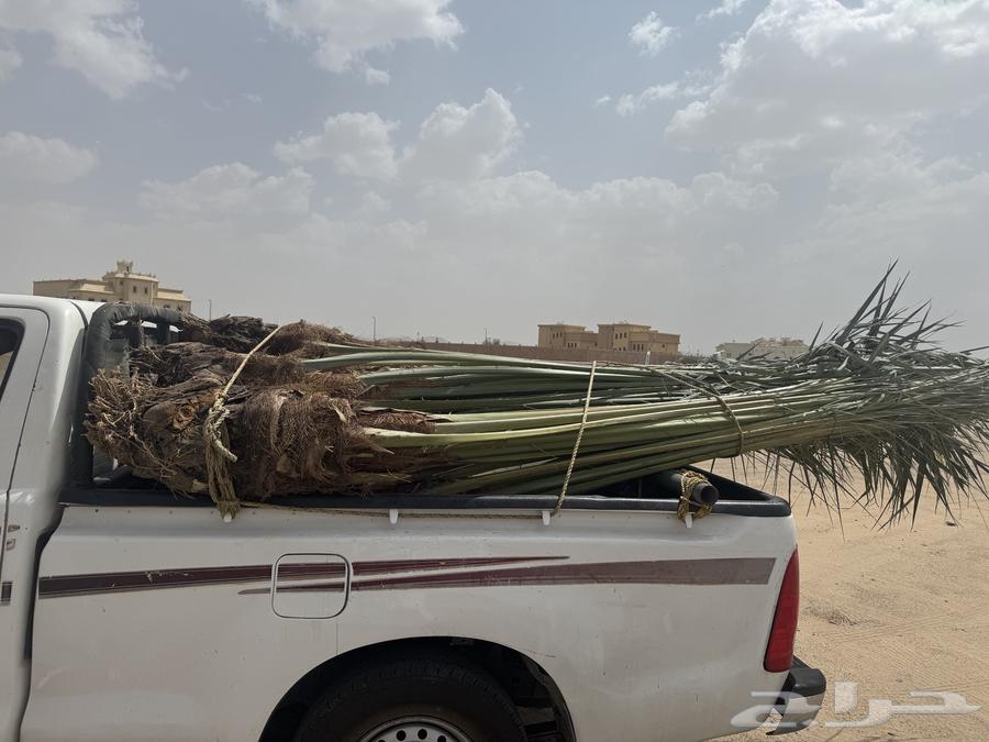 We have 12 palm trees for sale located in Jizan and its surroundings64540167143169112