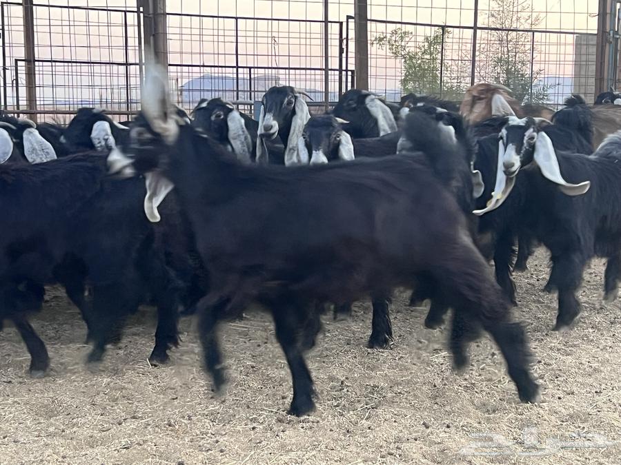 جذعات عوارض (جفرات) للبيع 4264525704799233114