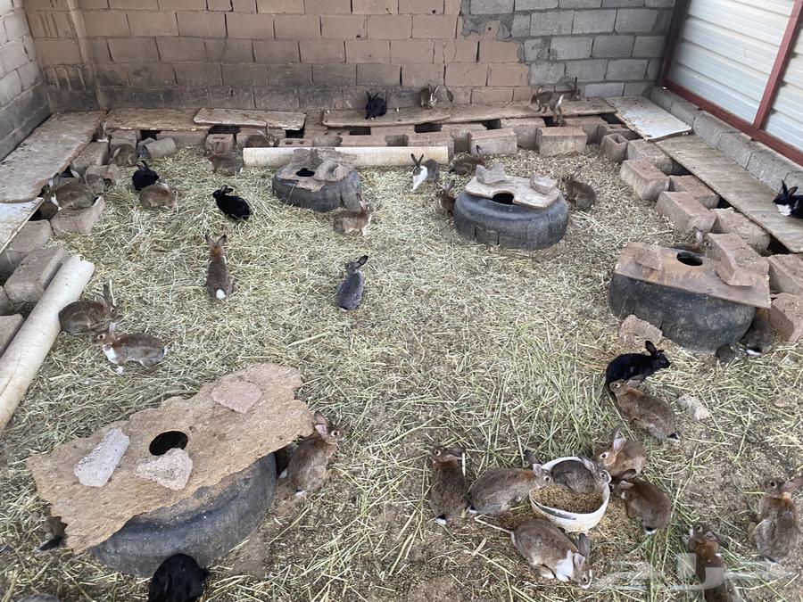 أرانب للبيع مذبوح وحي64542557848835111