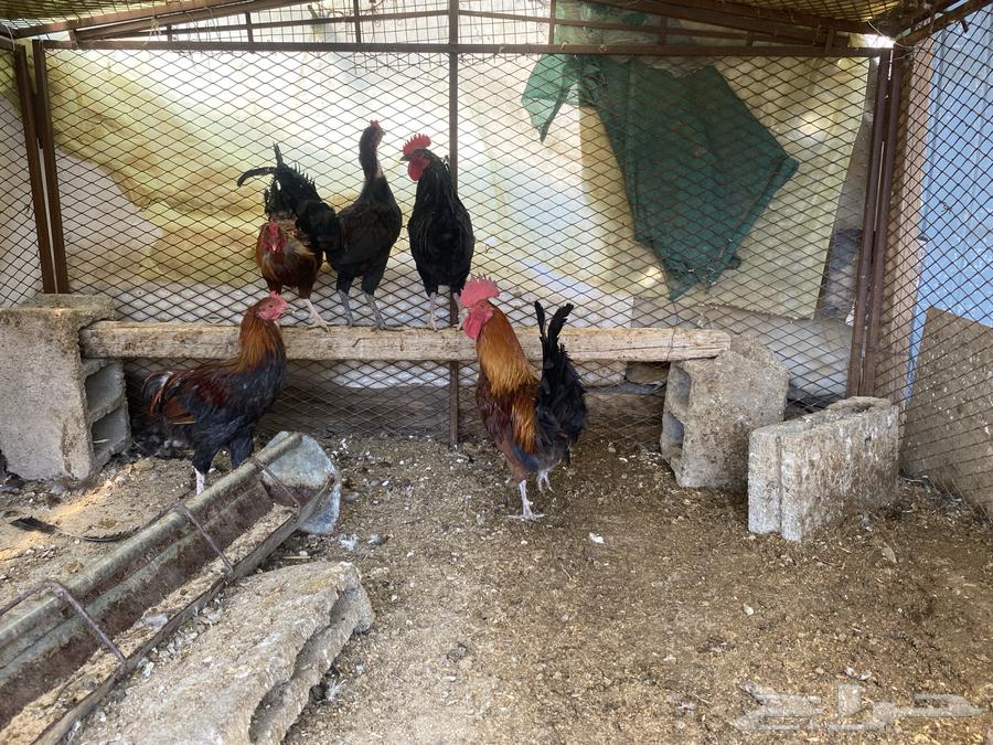 الطآئف بني سعد64537072633217111