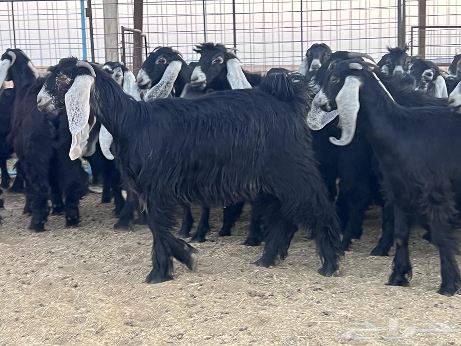 جذعات عوارض (جفرات) للبيع 4264525704799233113