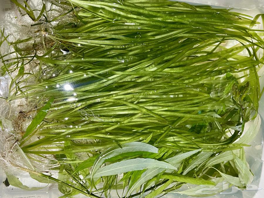 Easy plants for aquariums that don't require CO2 gas64538944116354112