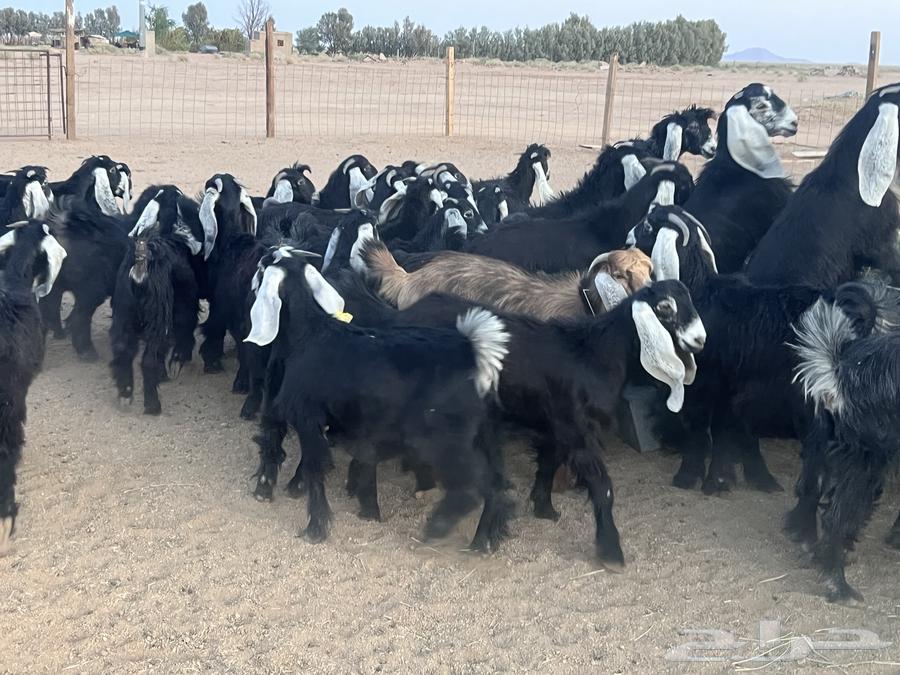 جذعات عوارض (جفرات) للبيع 4264525704799233111