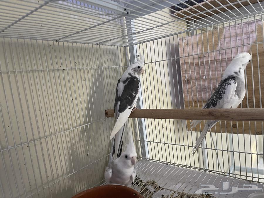 كروان فردات ( تم البيع )64536460087171110