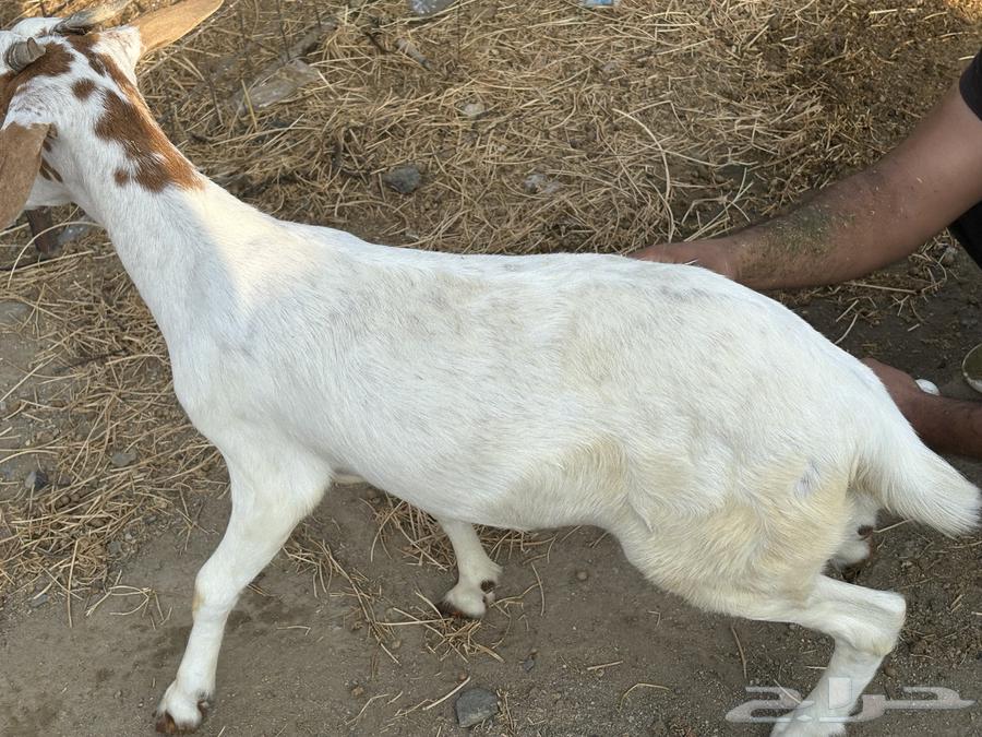 جفره جذعه سمينه للبيع64541594139779114